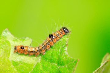 Moth insects on plant