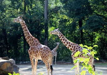 three giraffes in zoo