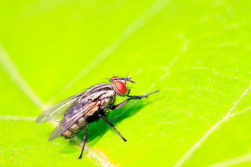 Tachinidae on plant