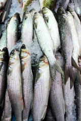 Different fish in the market on ice. A lot of fish to choose from. Jerusalem. Israel.