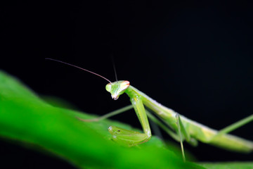 Mantis larvae on plant