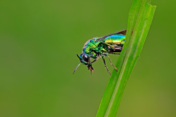 Chrysis shanghaiensis on green leaves