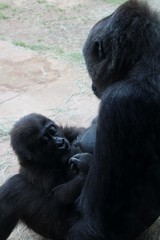 mamma gorilla and baby