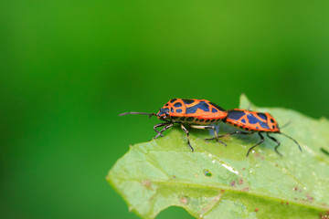 stinkbug mating on green leaf