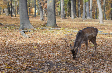 deer in the autumn park 2
