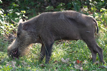 Wild boar close up at natural habitat
