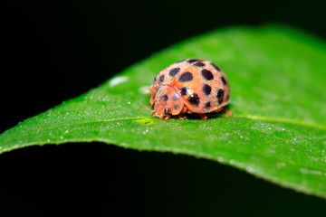 Epilachna vigintioctopunctata on plant