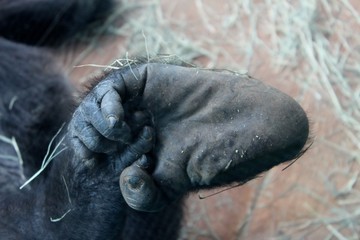gorilla foot