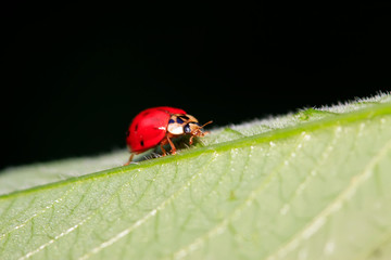 Fototapeta premium Harmonia axyridis on plant