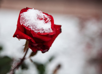 November rose flower covered in ice