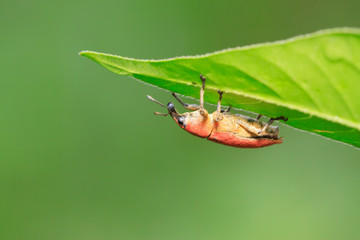Lixus amurensis Faust on plant