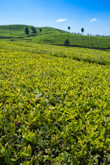 Fototapeta na wymiar Beautiful tea plantation Java Indonesia