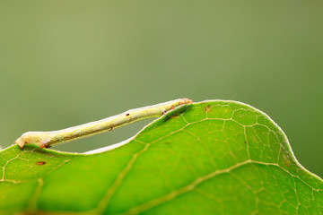 Geometridae on plant