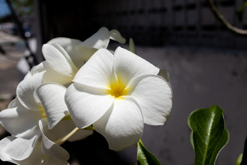 White flowers with yellow interior