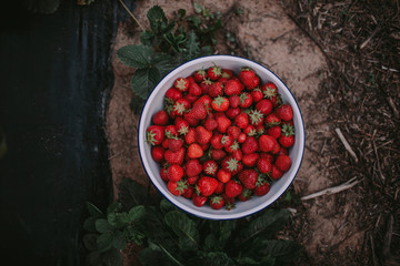 Directly above shot of red ripe strawberries in bowl on table