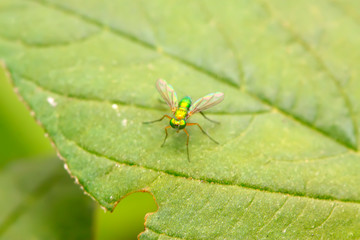 Dolichopodidae insect on plant