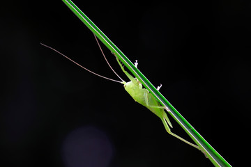 longhorned grasshoppers