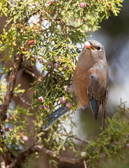 Western Bluebird