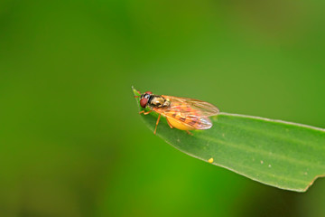 Syrphidae on plant