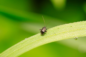 Fototapeta premium stinkbug on plant