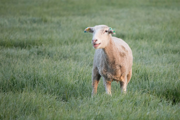 A freshly sheared ewe stands in a green meadow