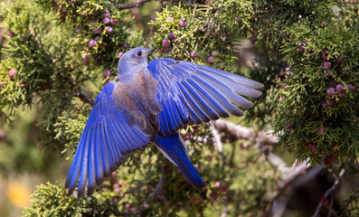 Western Bluebird