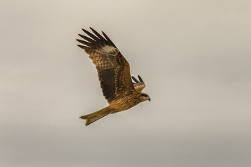 Young Hawk in flight with nice details in the feathers