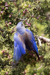 Western Bluebird