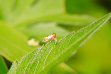Fototapeta premium leafhopper on plant