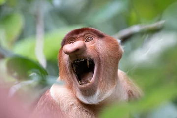  Proboscis monkey with angry facial expression © kenary820