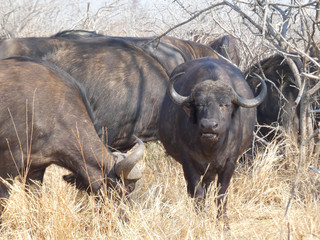 Obraz premium Bufalo