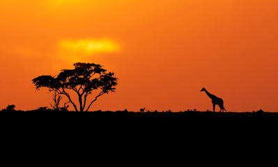 Fototapeta na wymiar African sunset landscape with giraffe and antelope and red sky