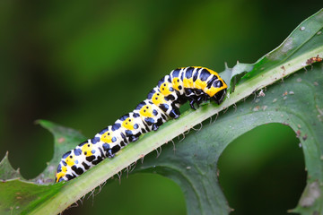 Cucullia fraterna on green leaf