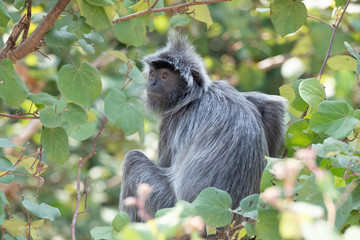 Silvered leaf monkey