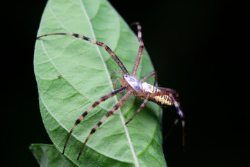 Argiope bruennichi larvae