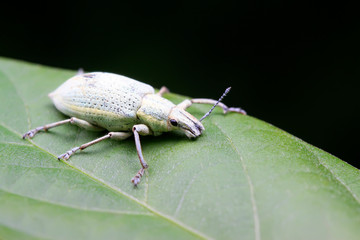 weevil on plant