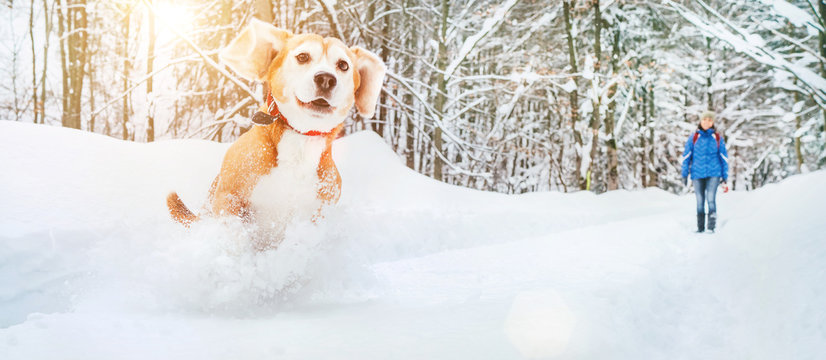 Active beagle dog running in deep snow. Winter walks with pets concept image.