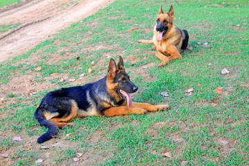 Shepherd dog on green grassland