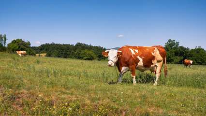 Fototapeta na wymiar Brown spotted cow grazing in the field of grass