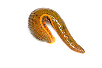 Whitmania pigra