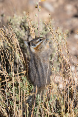 Chipmunk eating seeds