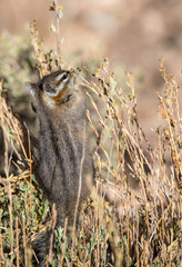 Chipmunk eating seeds