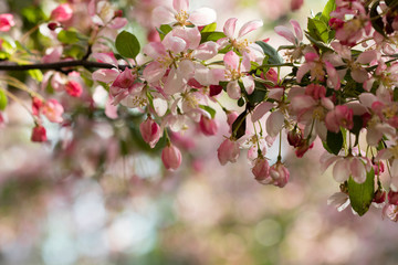 Fototapeta na wymiar Pink crab apple blossoms with a bokeh background