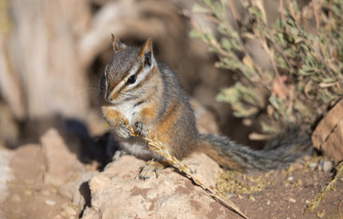 Chipmunk eating seeds