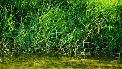 green grass in the garden
