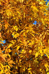  Autumn yellow leaves of ash maple.