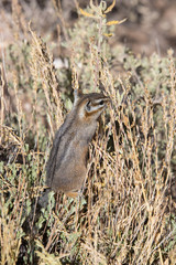 Chipmunk eating seeds
