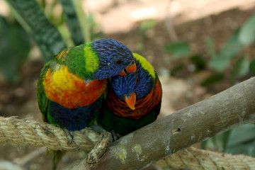 Laravie two parrots on a branch at the zoo. Israel