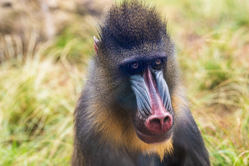Mandrill monkey head close up. 
