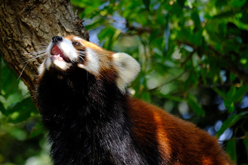 red panda